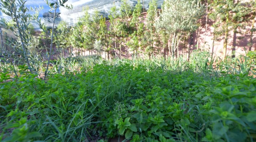 Riad BAM-Blue Marrakesh